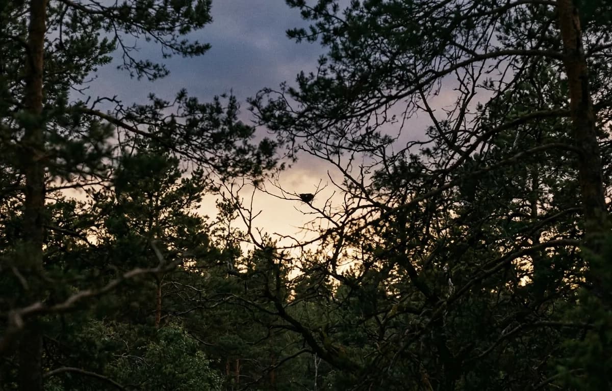Ciel dramatique sur houppier forestier au crépuscule