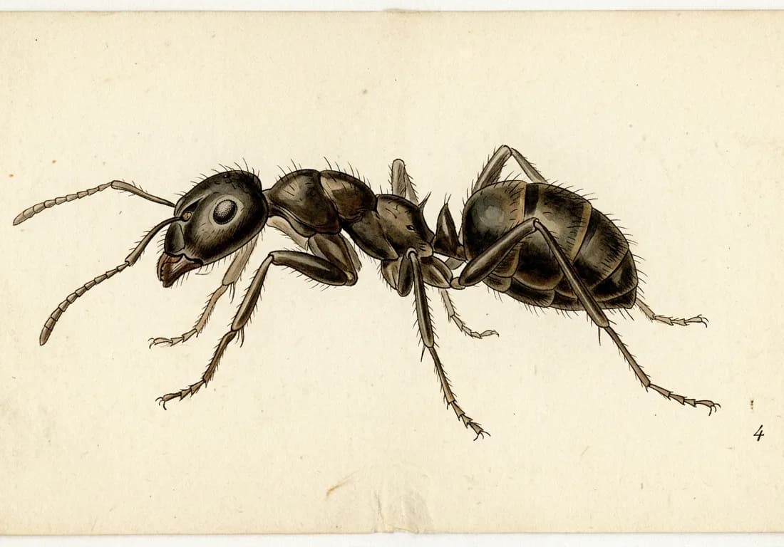 Planche entomologique de fourmi