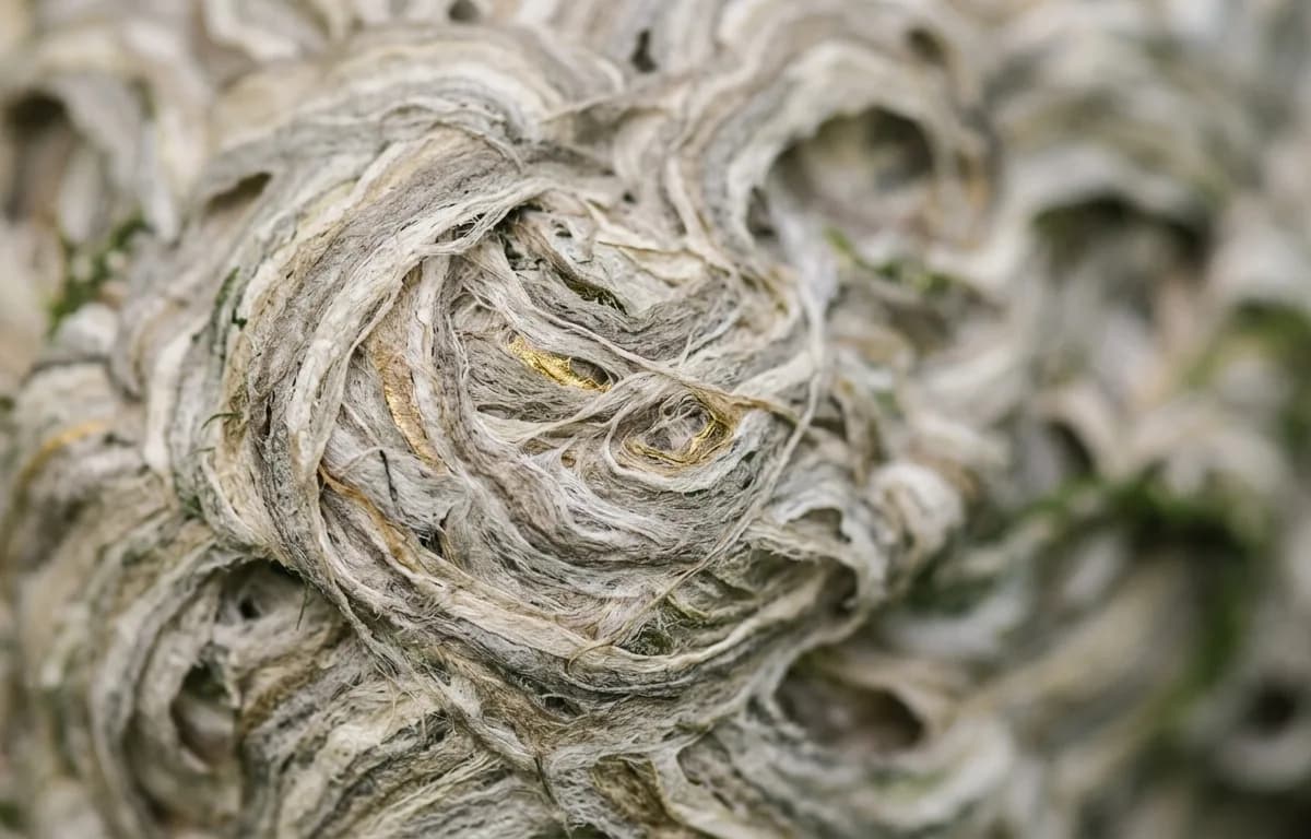 Macro de texture de nid de guêpes en papier